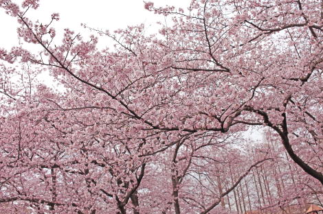 07_photosakura2016_001