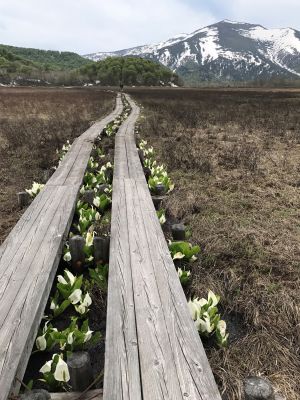 登山部尾瀬_20170531 (7)