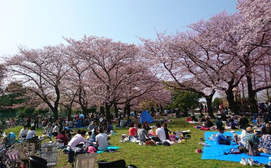 2018hanami (1)