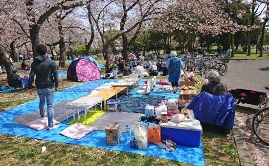 2018hanami (2)