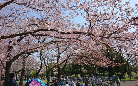 2018hanami (3)