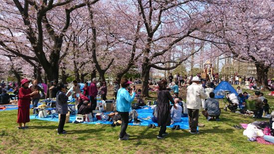 2018hanami (11)