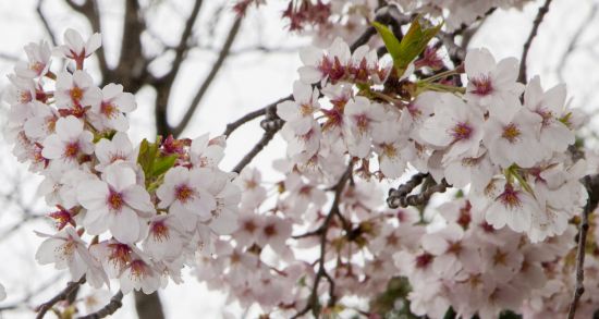 2018hanami2_005