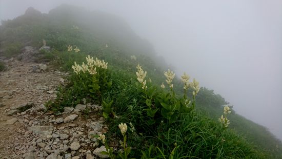 谷川岳 2018.07.03 (130)a